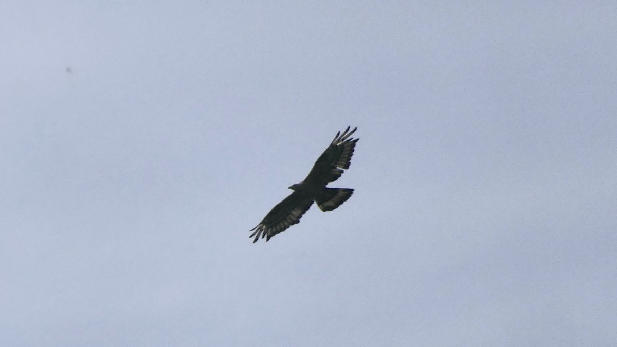 Oriental Honey-buzzard - ML646513913