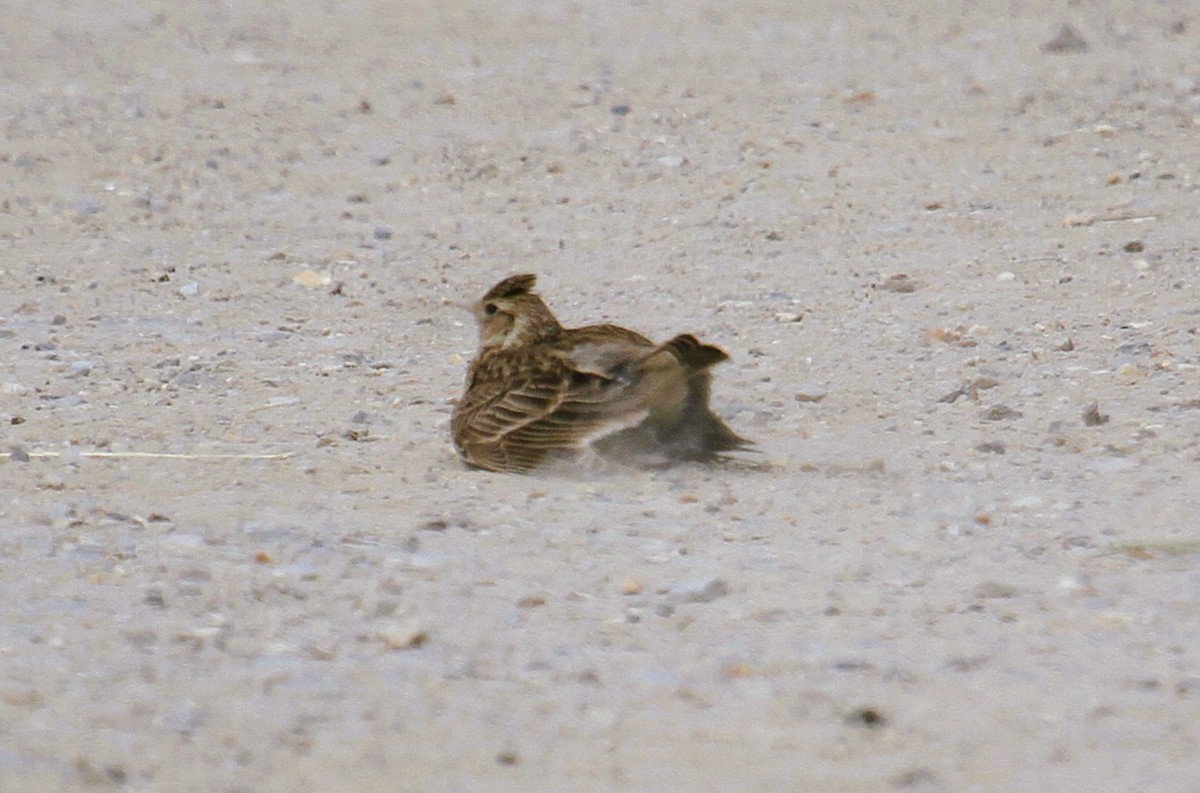 Eurasian Skylark - ML646513915