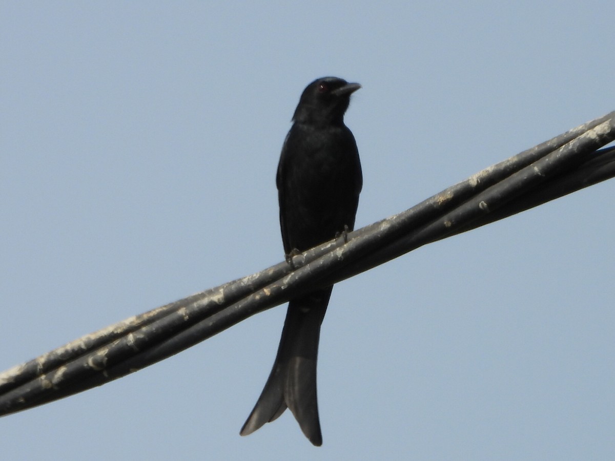 Black Drongo - ML646513917