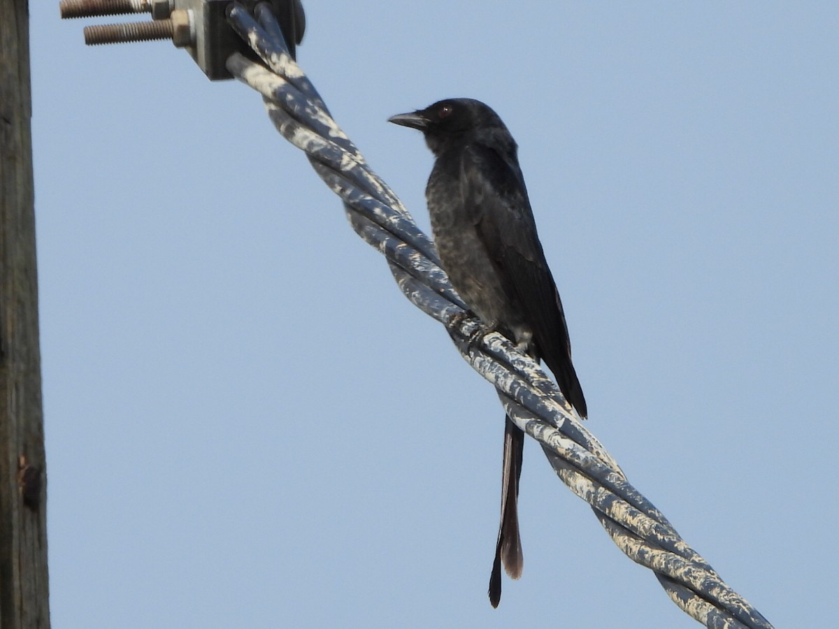 Black Drongo - ML646513918