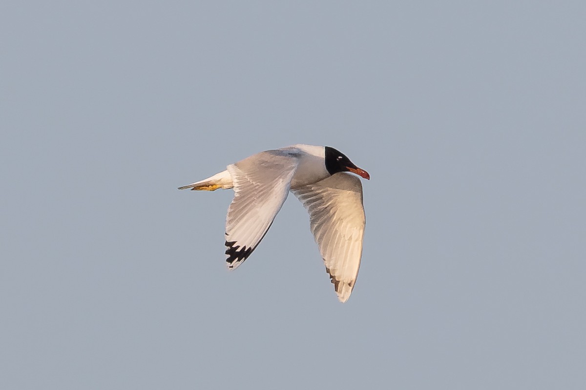 Pallas's Gull - ML646513919