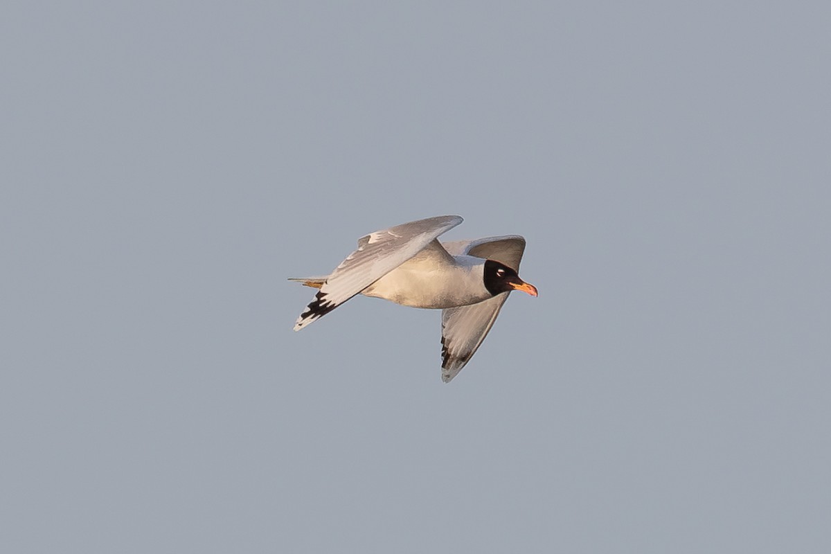 Pallas's Gull - ML646513920