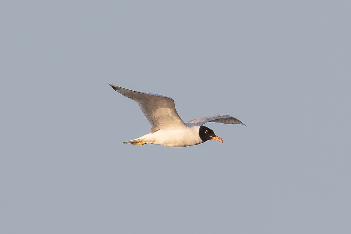 Pallas's Gull - ML646513921