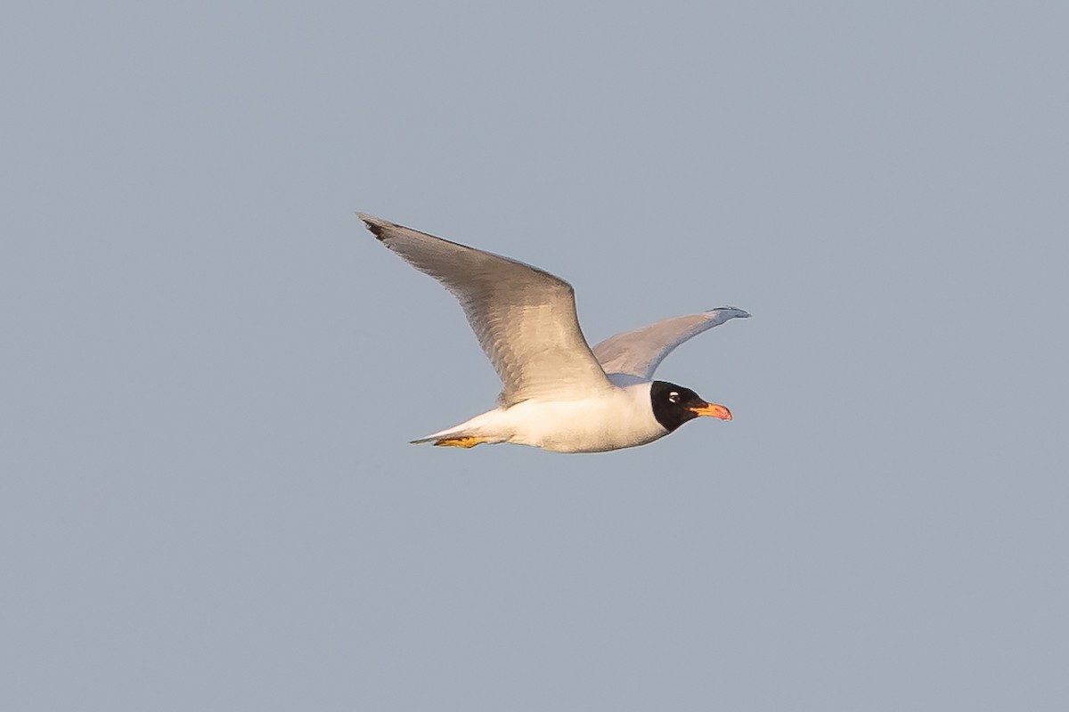 Pallas's Gull - ML646513922