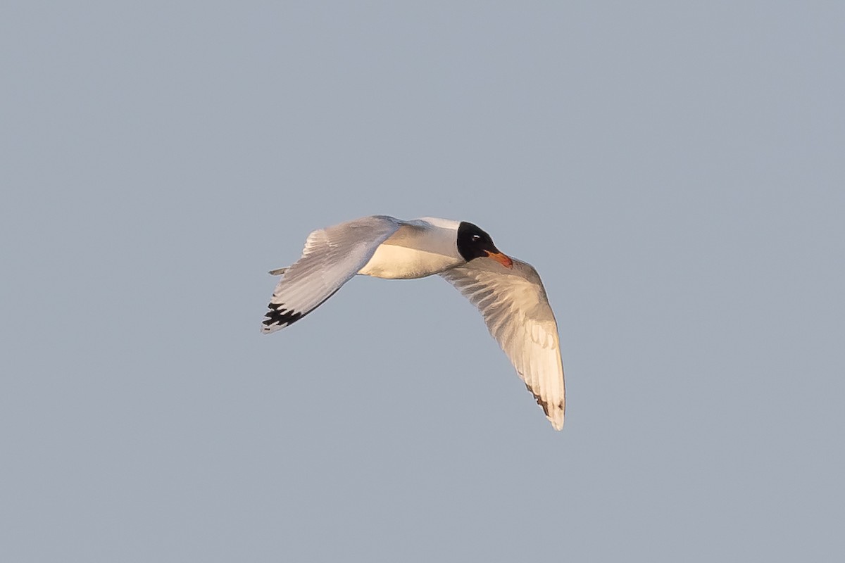 Pallas's Gull - ML646513923