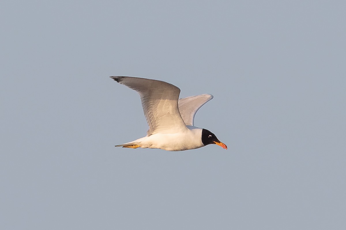 Pallas's Gull - ML646513924