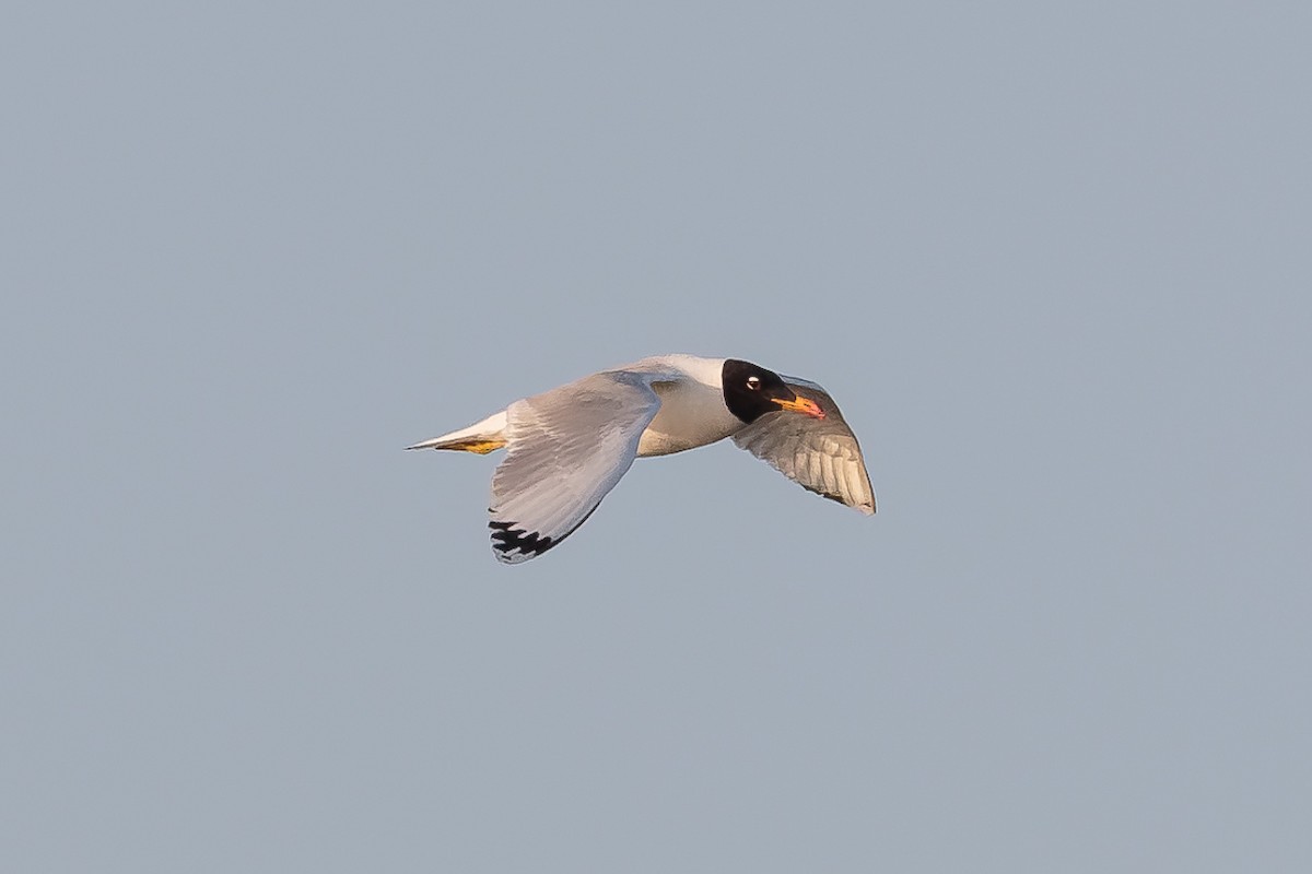Pallas's Gull - ML646513925