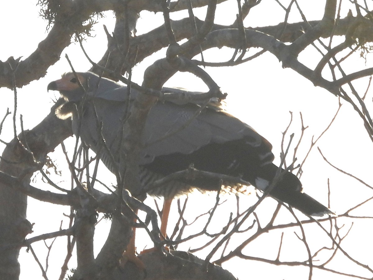 Madagascar Harrier-Hawk - ML646513926