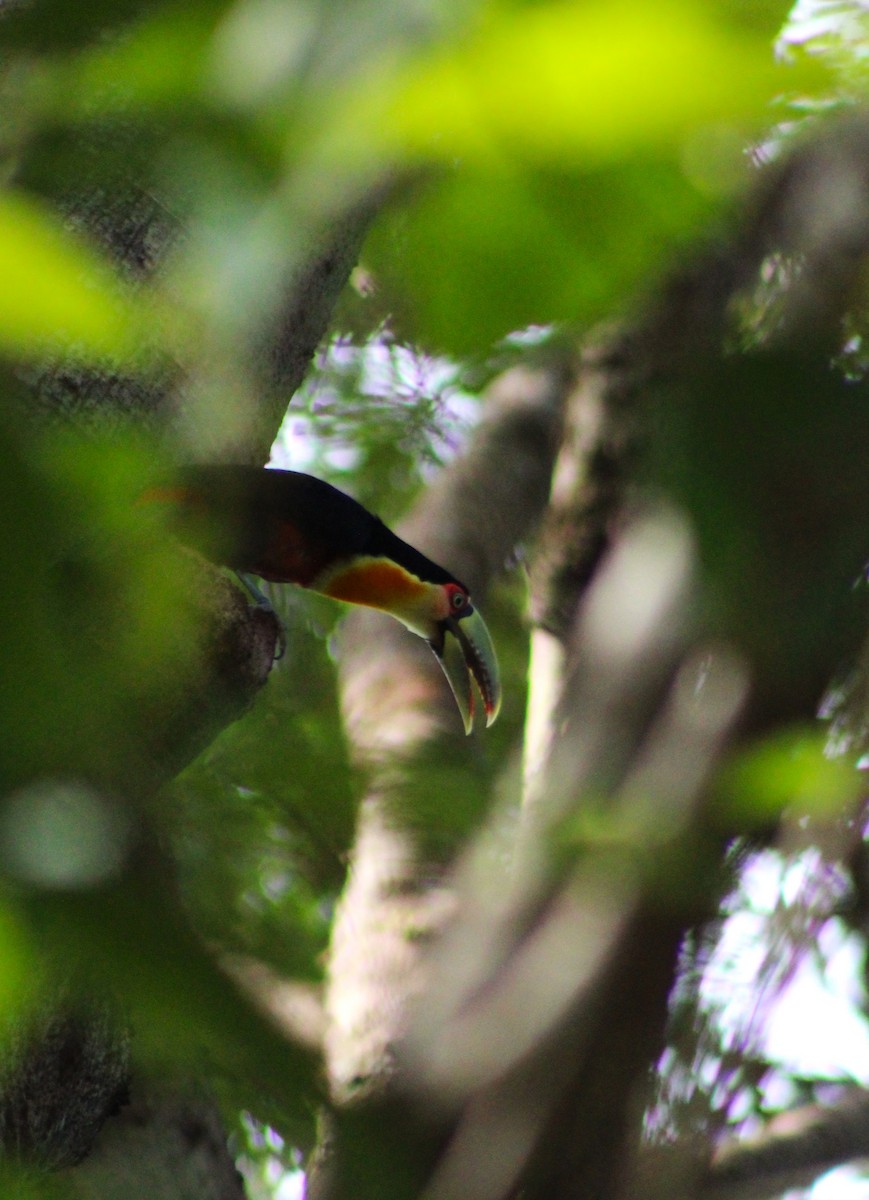 Red-breasted Toucan - ML646513929