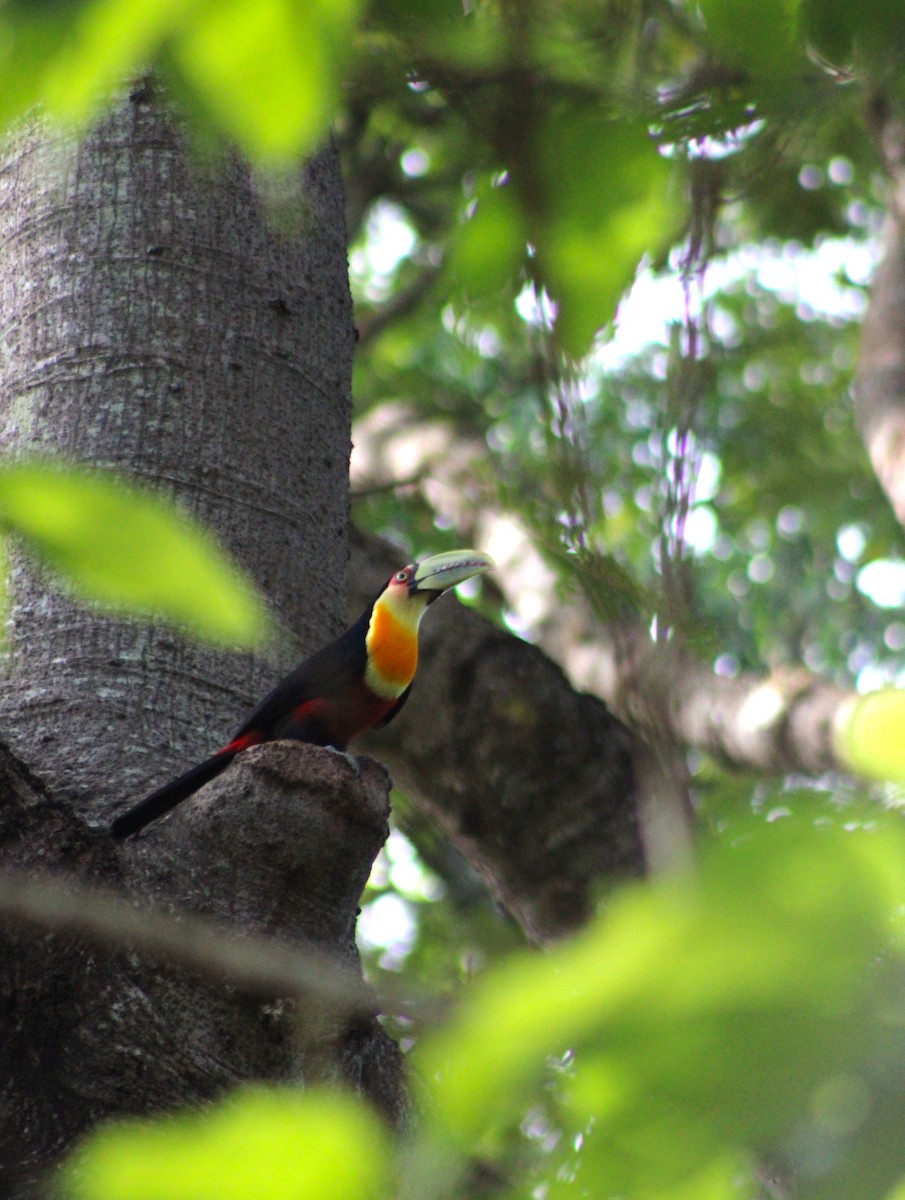 Red-breasted Toucan - ML646513930