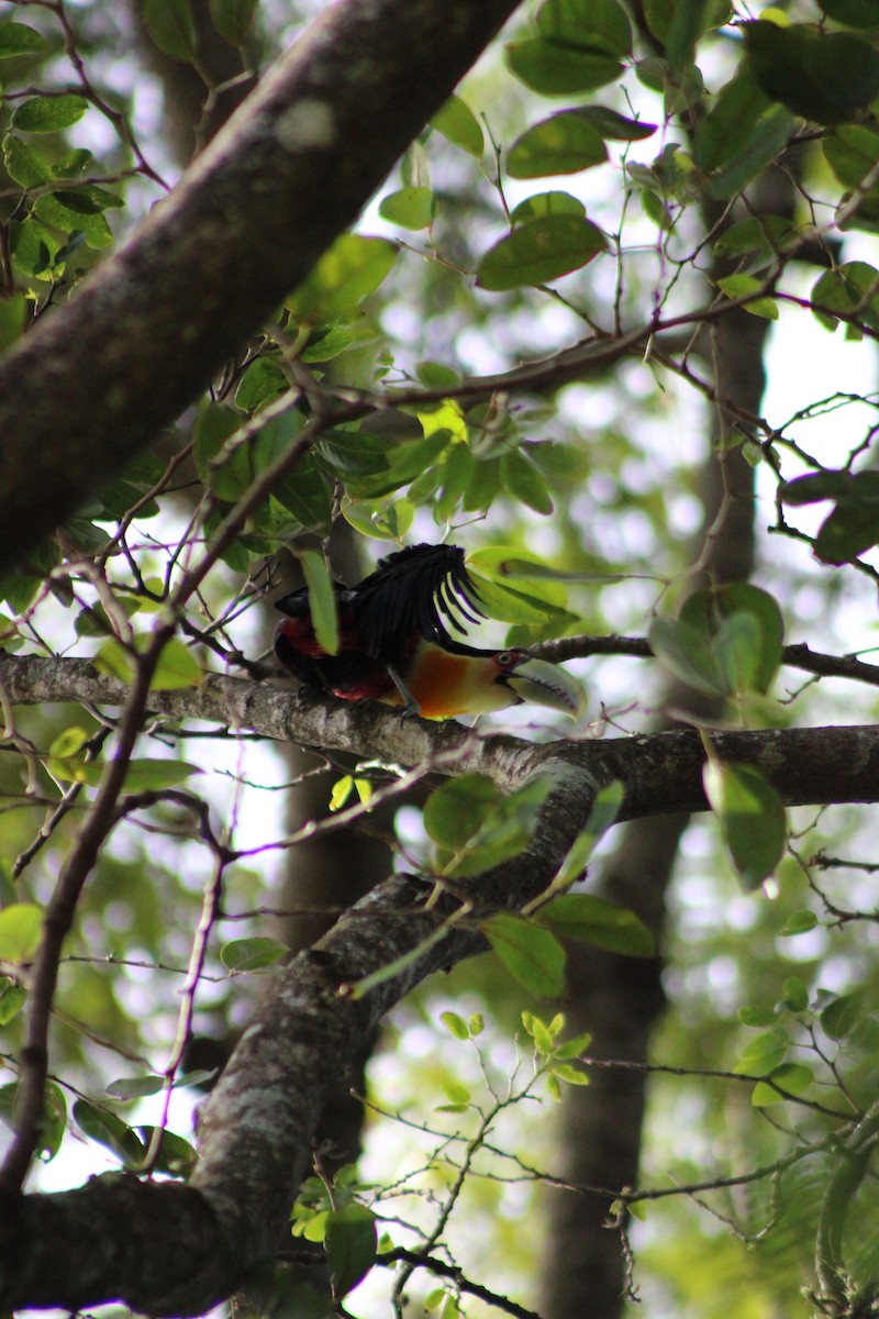 Red-breasted Toucan - ML646513933