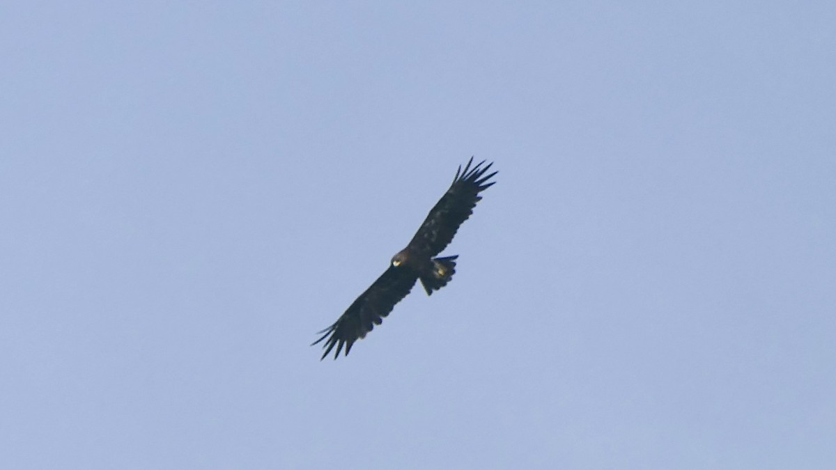 Greater Spotted Eagle - ML646513935
