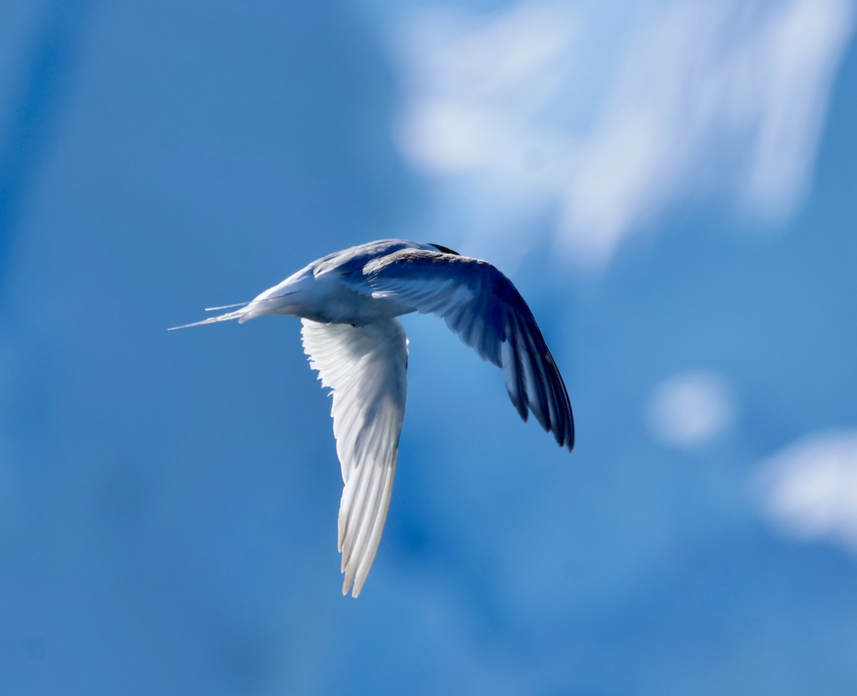 Antarctic Tern - ML646513937