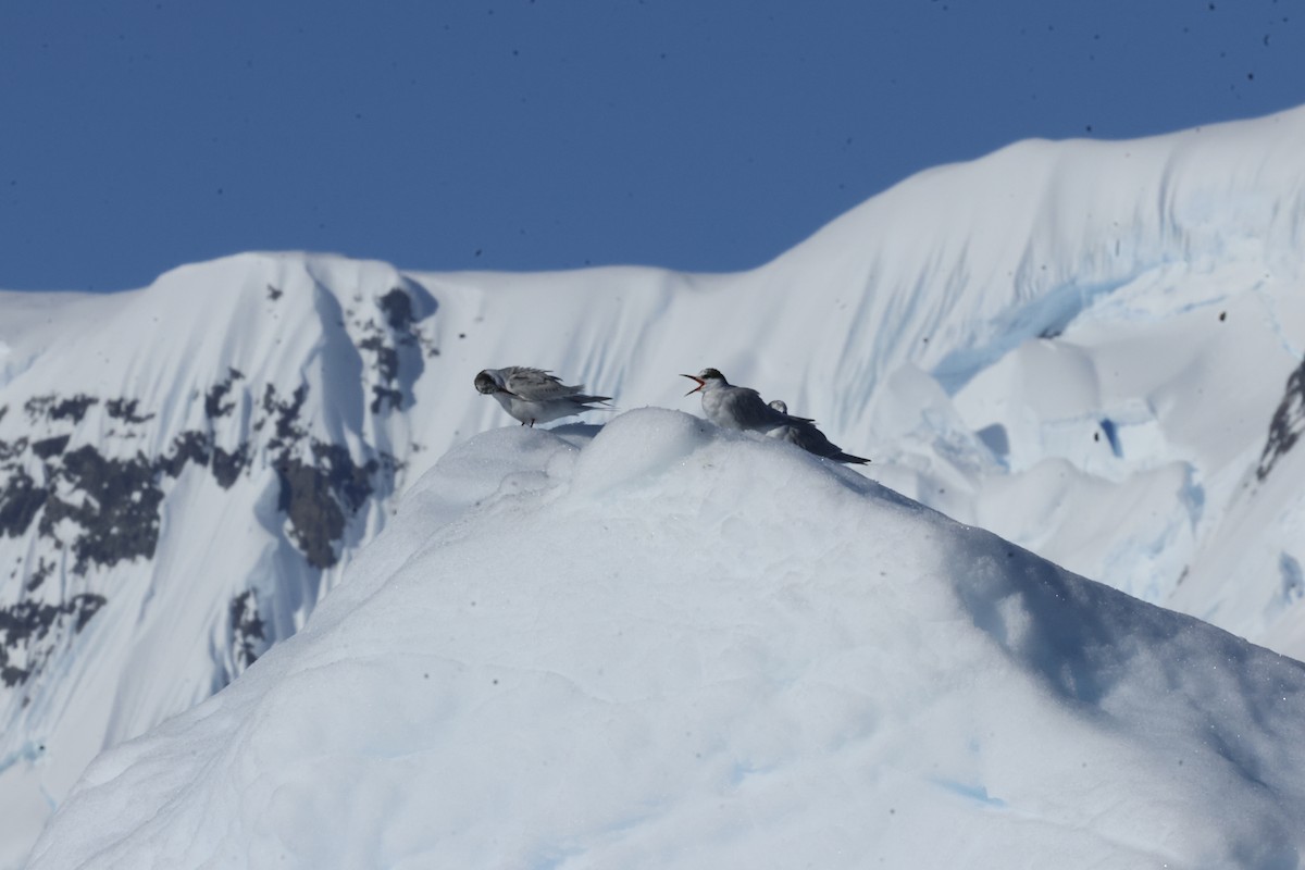 Antarctic Tern - ML646513938