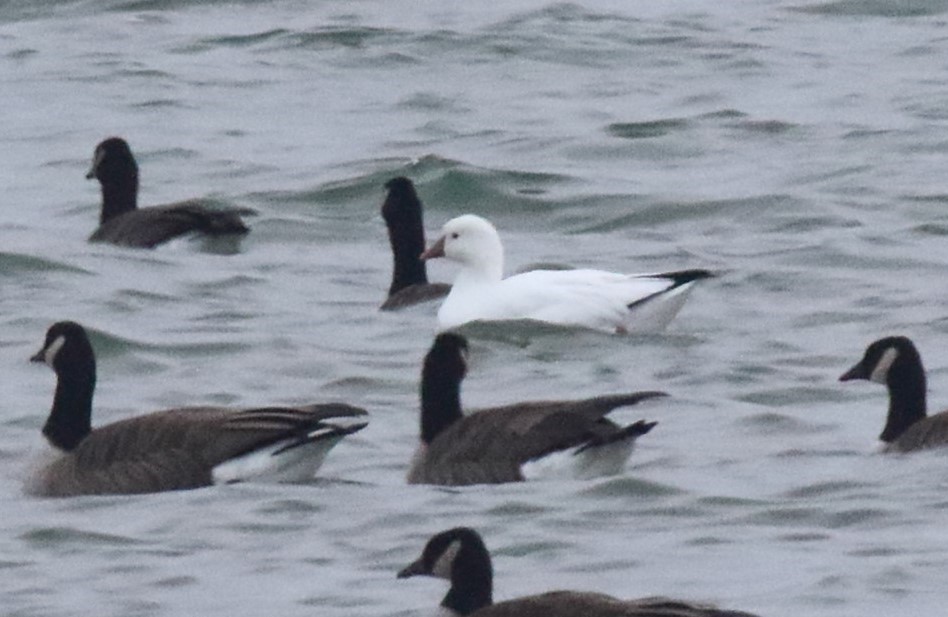 Ánsar de Ross - ML646513945