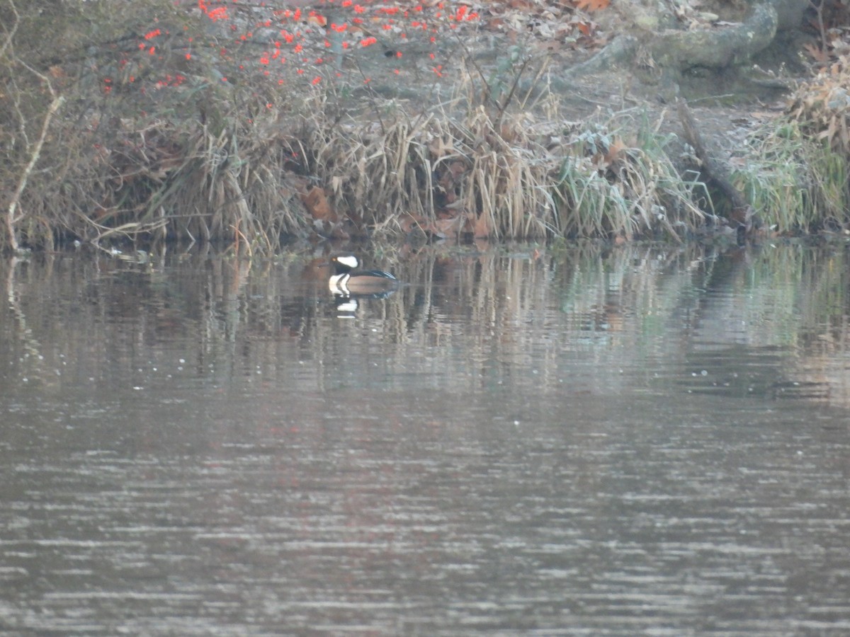 Капюшоновый крохаль - ML646513946