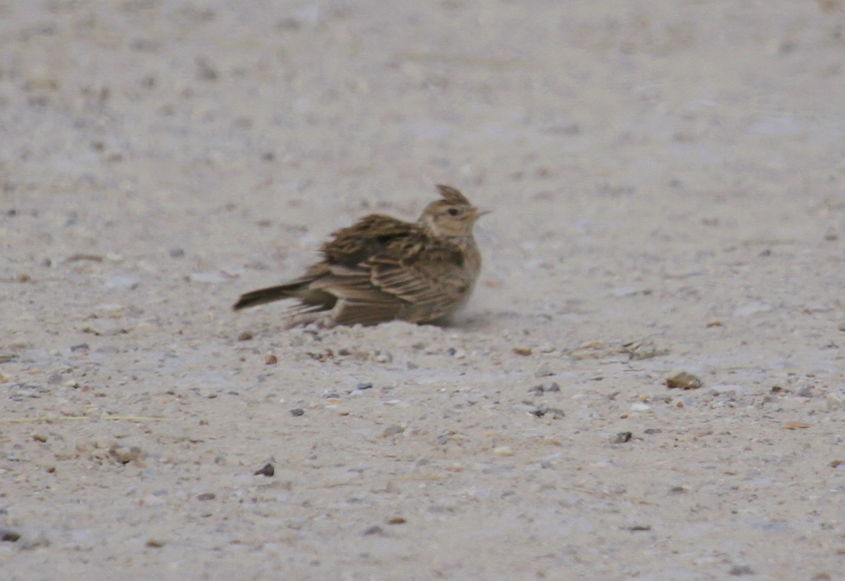 Eurasian Skylark - ML646513950