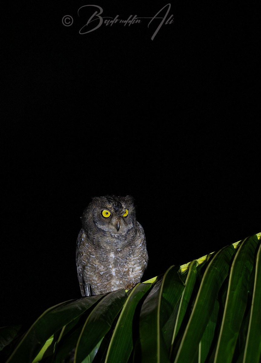 Nicobar Scops-Owl - ML646513951