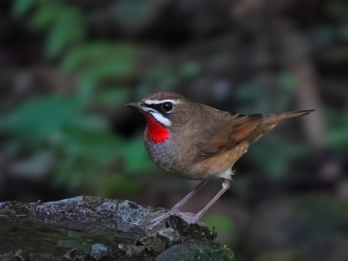 Calliope - ML646513952