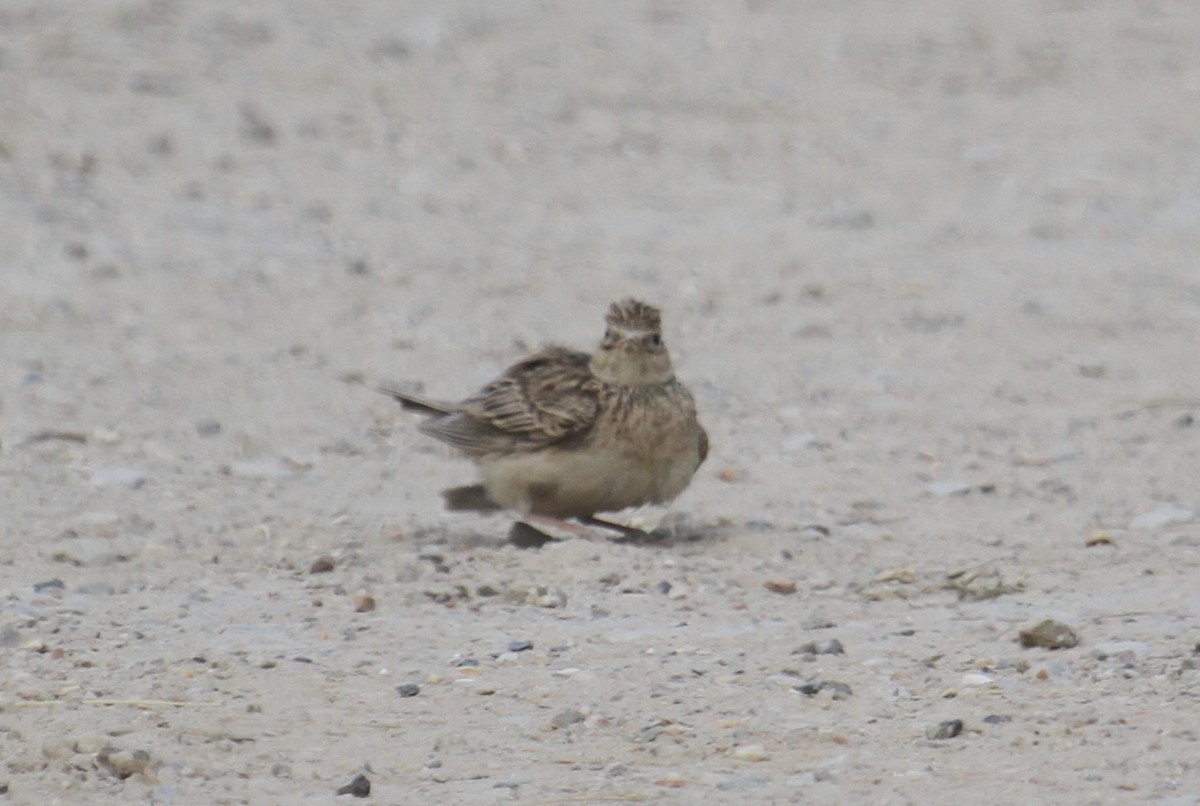 Eurasian Skylark - ML646513955