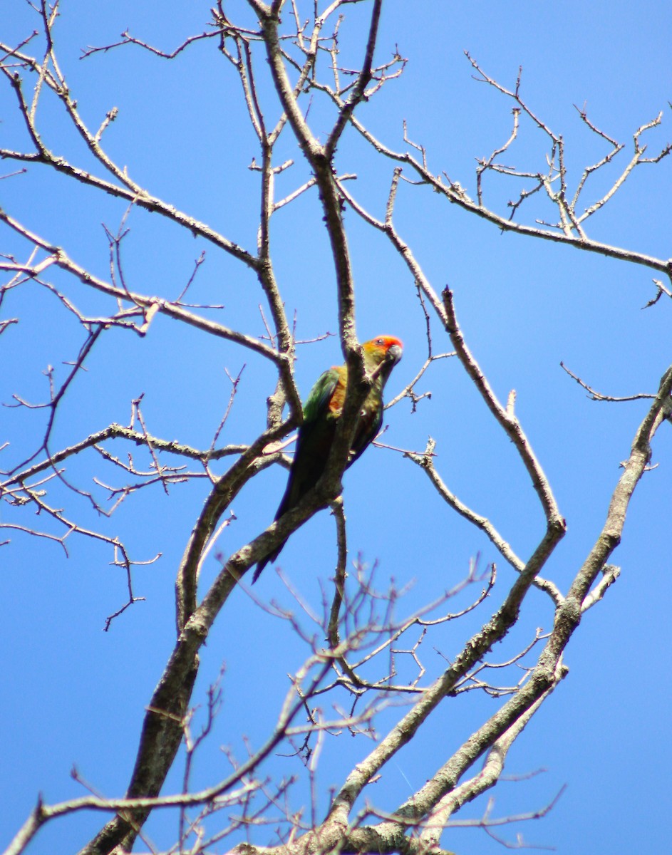 Аратинга золотолобий - ML646513956