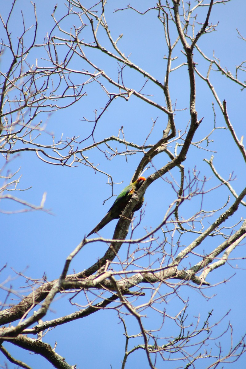 Аратинга золотолобий - ML646513957