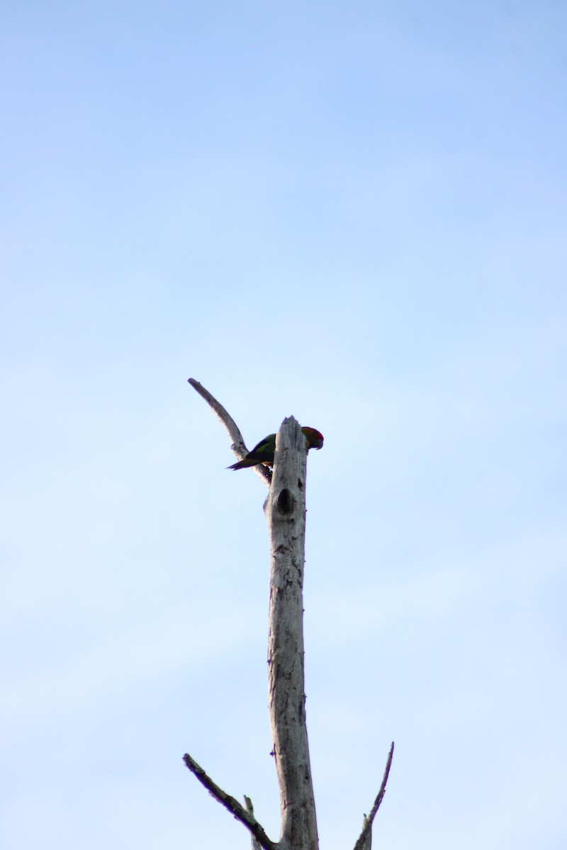 Аратинга золотолобий - ML646513958