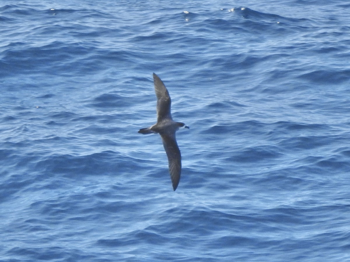 Robinsonsturmvogel - ML646513959