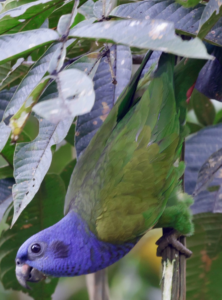 Blue-headed Parrot - ML646513964