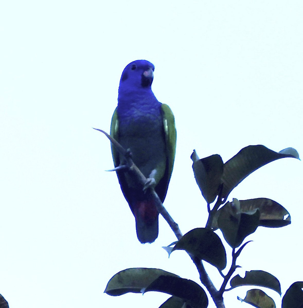 Blue-headed Parrot - ML646513965