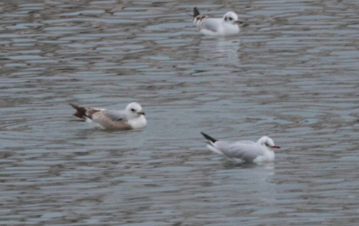 Common Gull - ML646513967