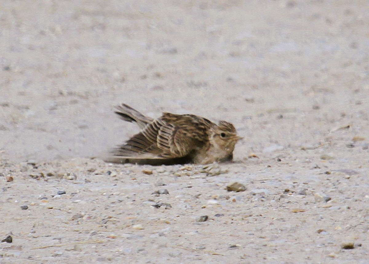 Eurasian Skylark - ML646513973