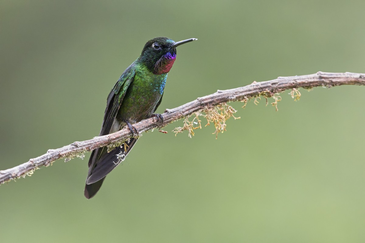 Tourmaline Sunangel - ML646513981