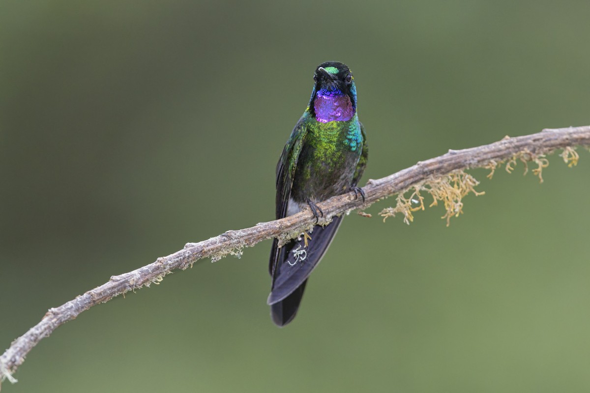 Tourmaline Sunangel - ML646513982