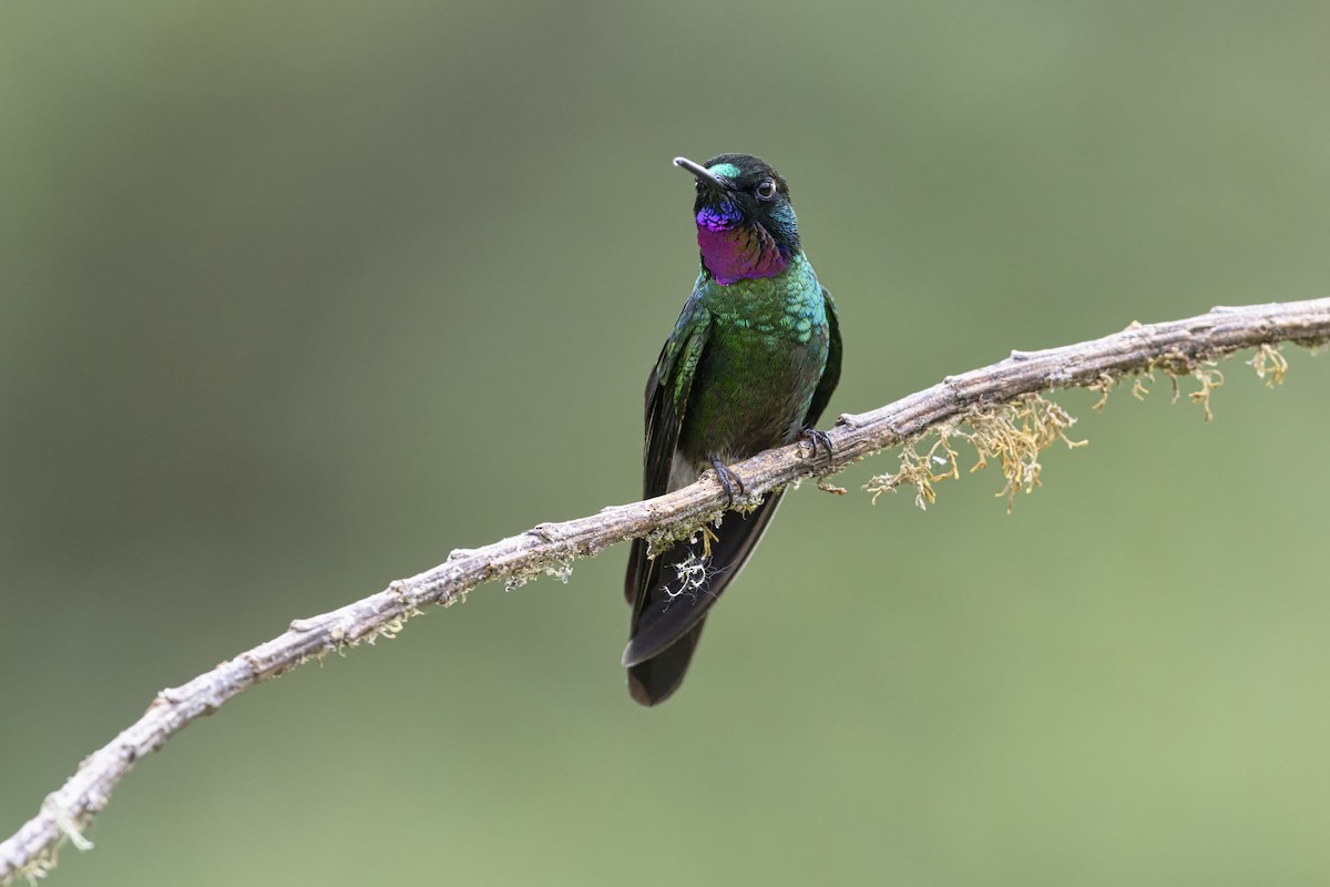 Tourmaline Sunangel - ML646513983