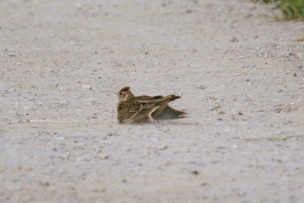 Eurasian Skylark - ML646513984