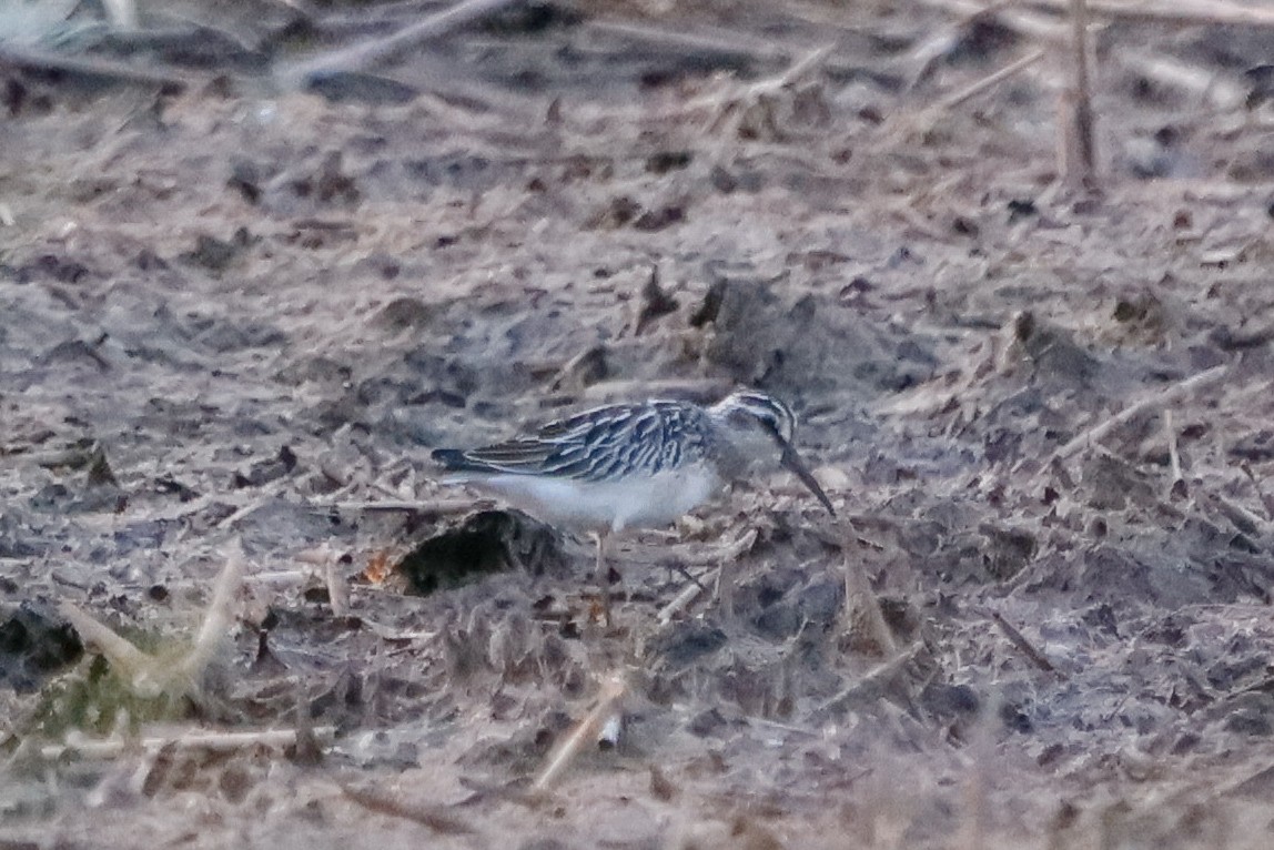 Broad-billed Sandpiper - ML646513985