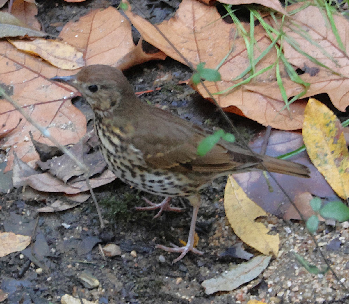 Birigarro arrunta - ML646513988