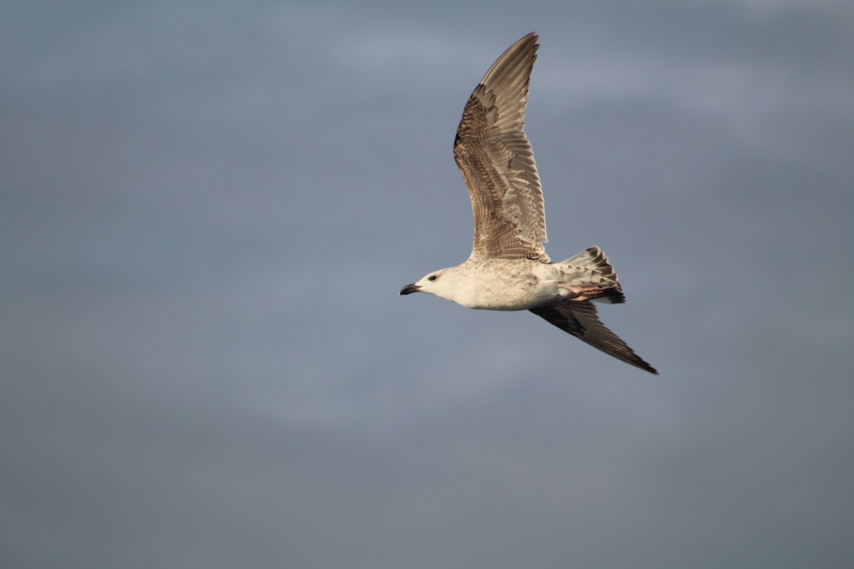 Kaio beltza - ML646513989