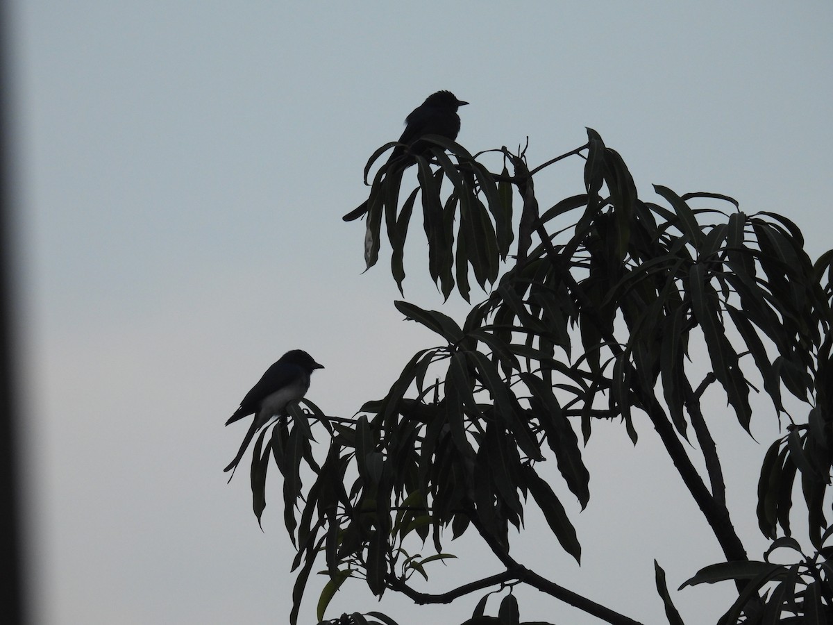 White-bellied Drongo - ML646513990