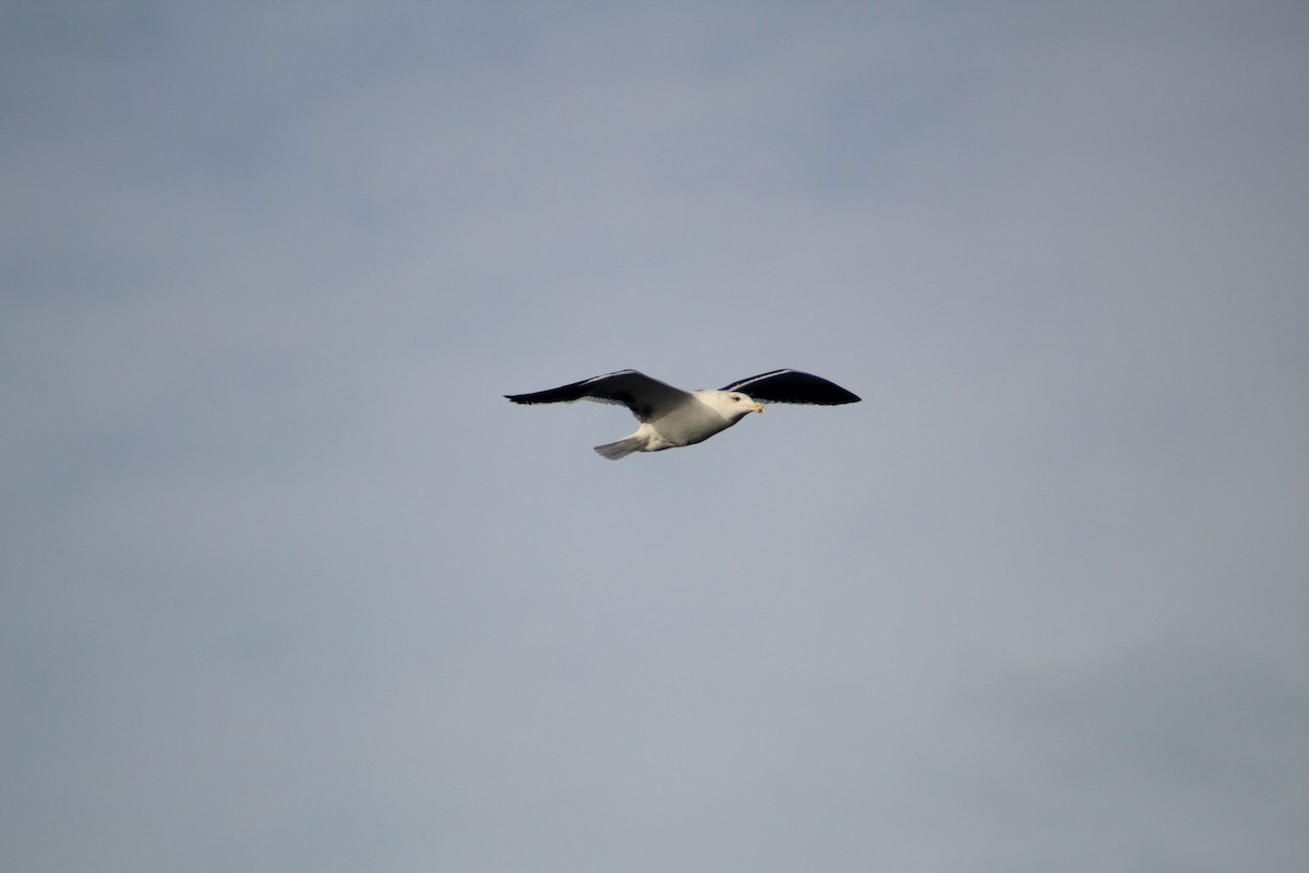 Kaio beltza - ML646513991