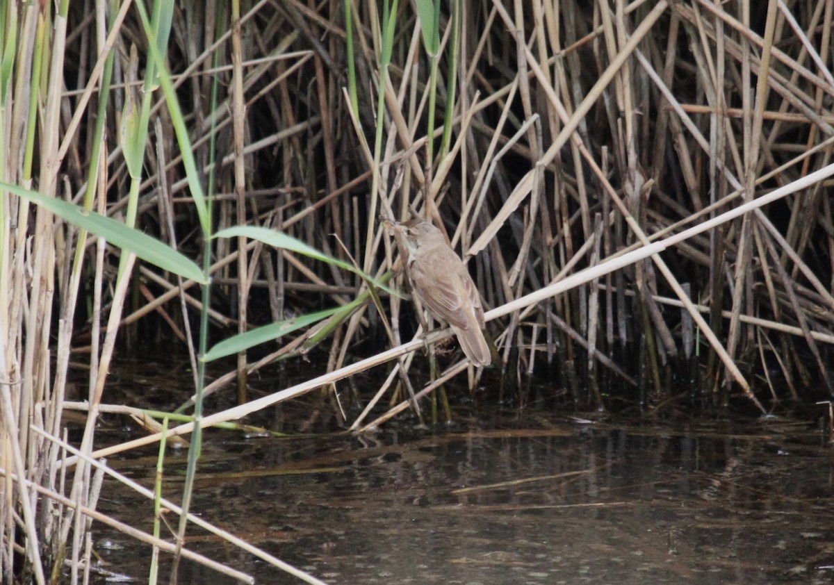 Benarriz arrunta - ML646513993