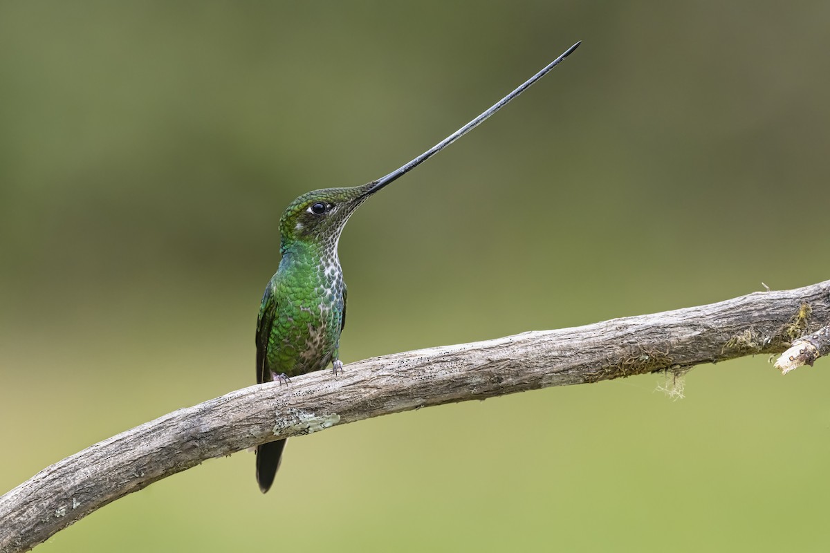 Sword-billed Hummingbird - ML646513994