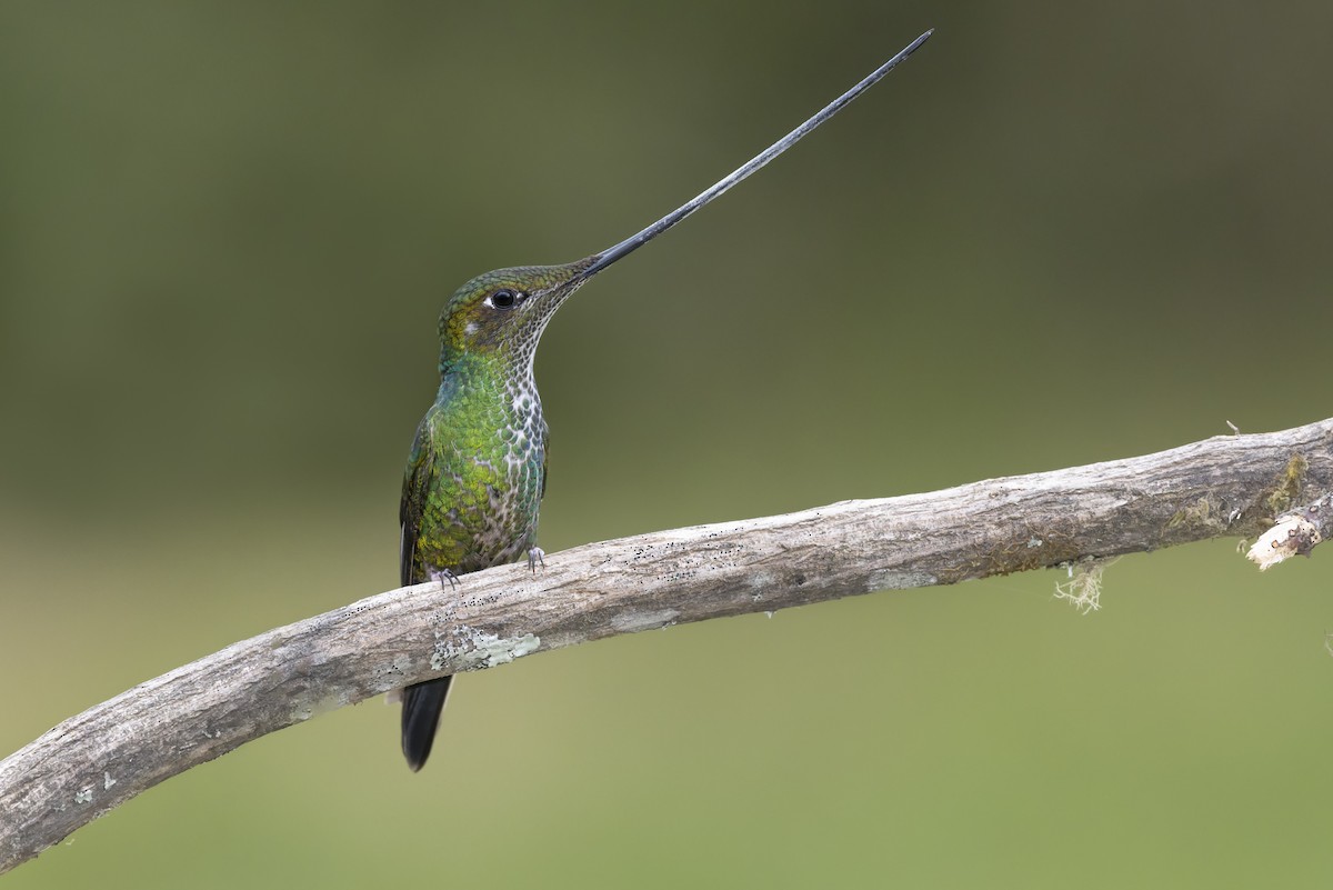 Sword-billed Hummingbird - ML646513995