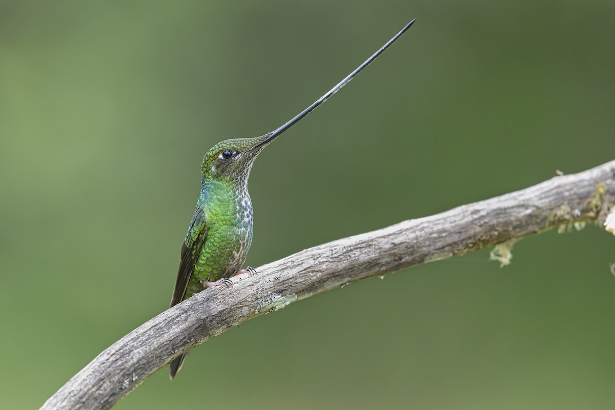 Sword-billed Hummingbird - ML646513996