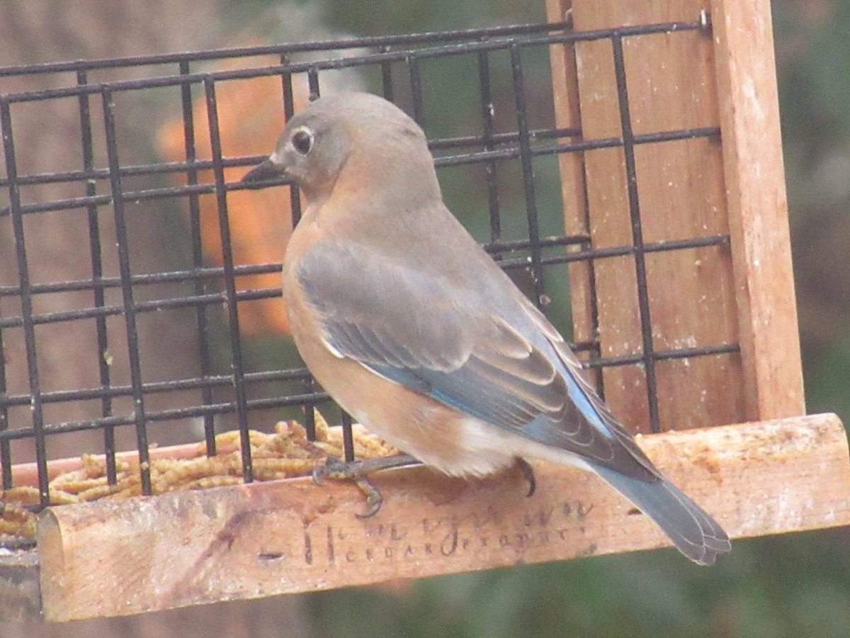 Eastern Bluebird - ML646513997