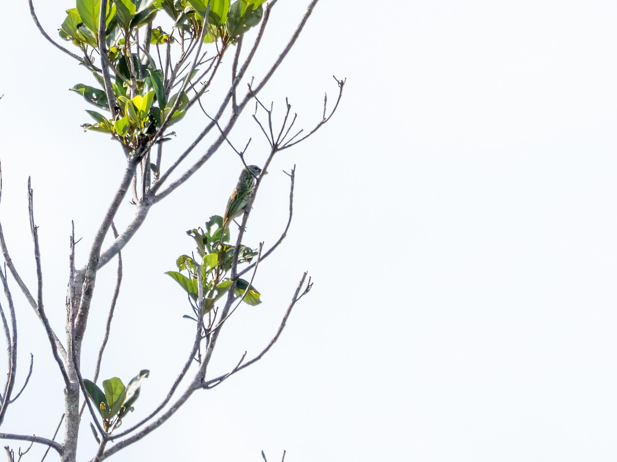 Spotted Tanager - ML646513999