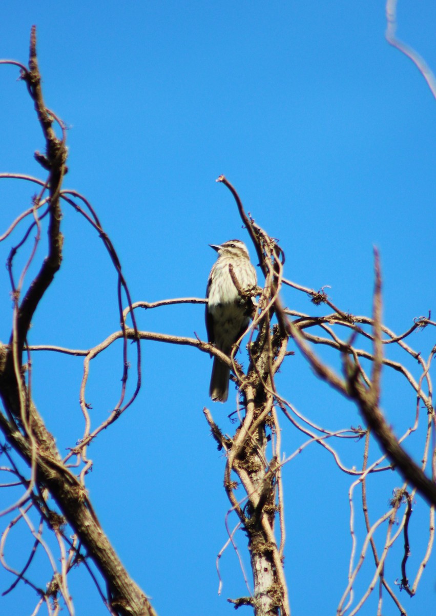 Variegated Flycatcher - ML646514000