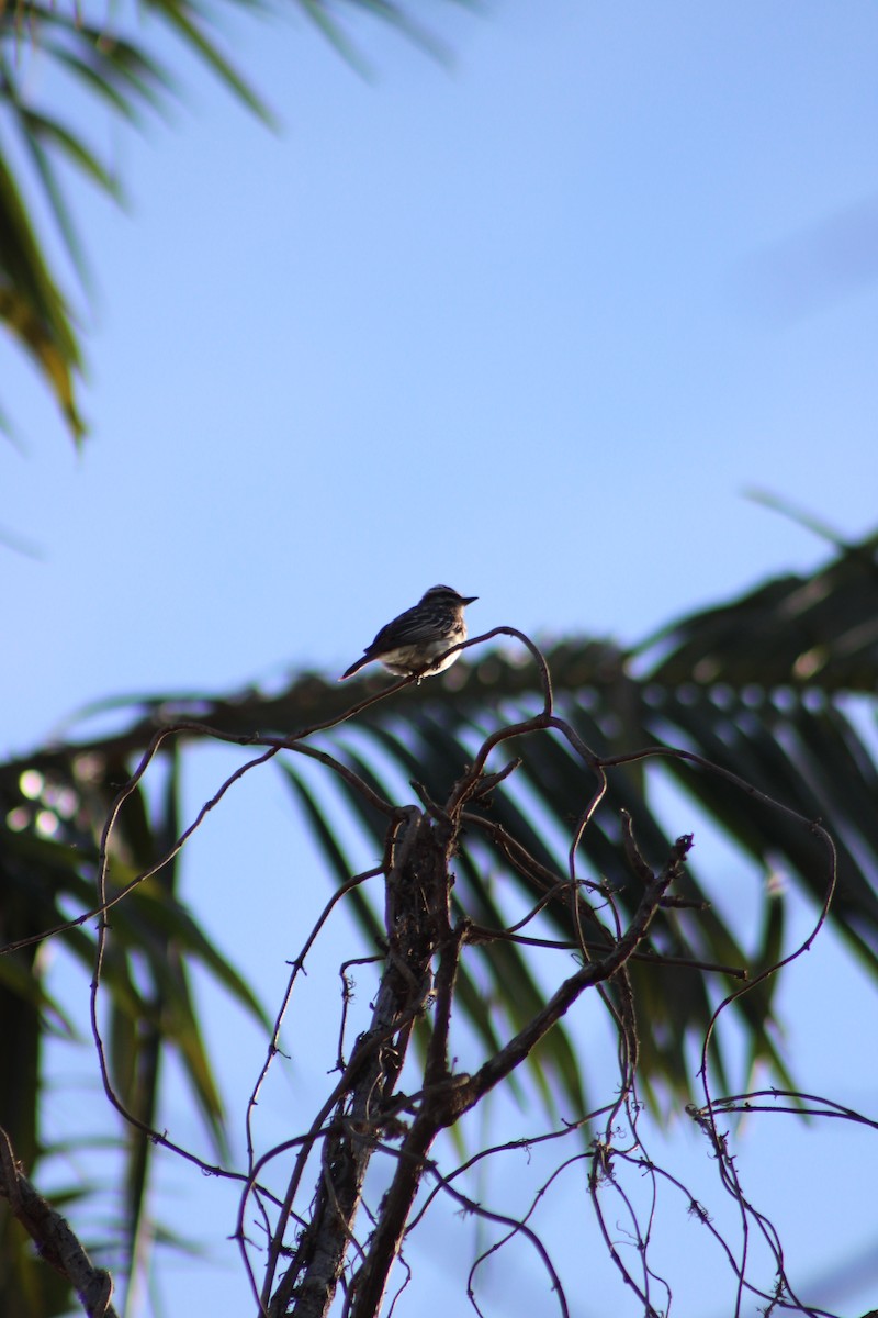 Variegated Flycatcher - ML646514001