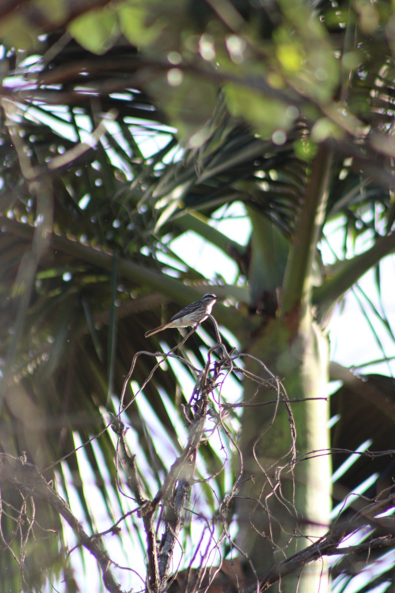 Variegated Flycatcher - ML646514002